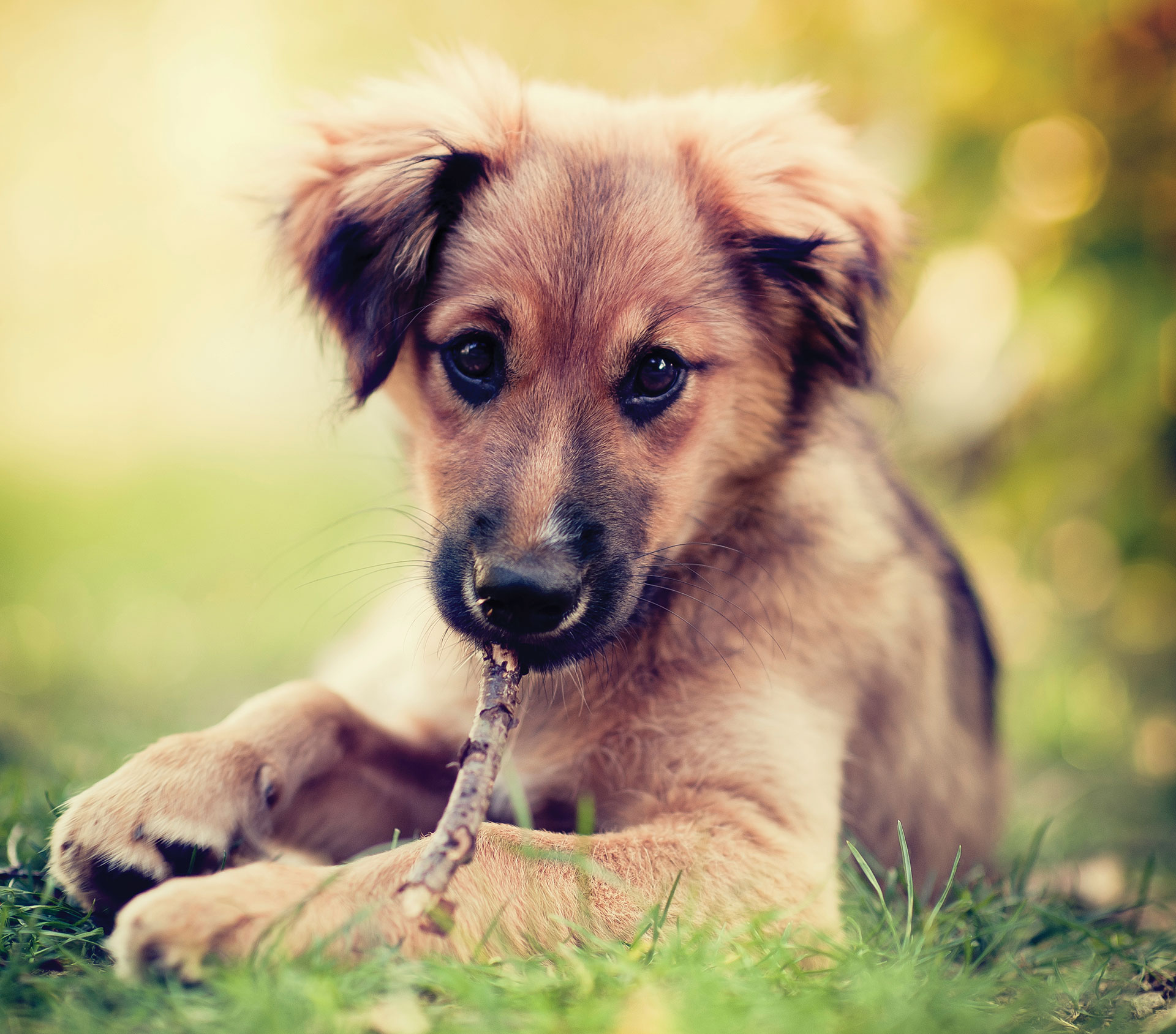 Hund - Diafarm